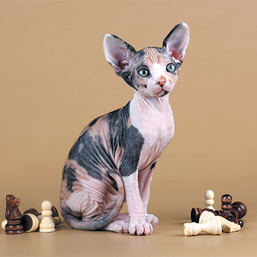 https://www.medicalriskfactorsofdogsandcatsbyrossdclarkdvm.com/wp-content/uploads/2017/09/26.jpg