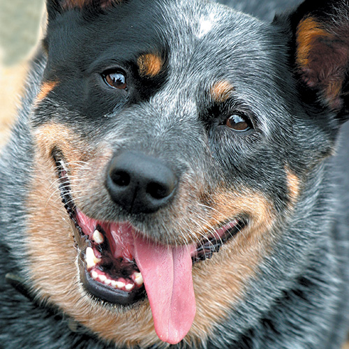 https://www.medicalriskfactorsofdogsandcatsbyrossdclarkdvm.com/wp-content/uploads/2019/03/Cattle-Dog.jpg