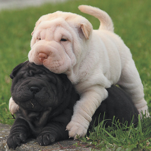 https://www.medicalriskfactorsofdogsandcatsbyrossdclarkdvm.com/wp-content/uploads/2019/03/Chinese-Shar-Pei-puppies.jpg