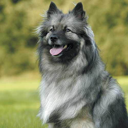 https://www.medicalriskfactorsofdogsandcatsbyrossdclarkdvm.com/wp-content/uploads/2019/03/Keeshond.jpg